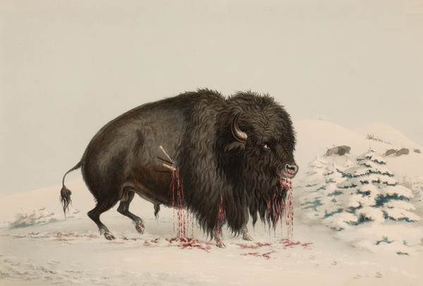 Wounded Buffalo Bull 1844 by IStockHistory com