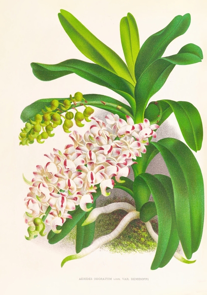 Aerides Odoratum Print