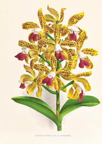 Cattleya guttata Print