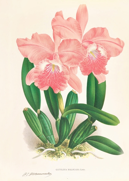 Cattleya Malouana Print