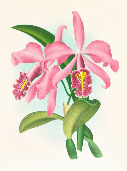 Cattleya maxima Print