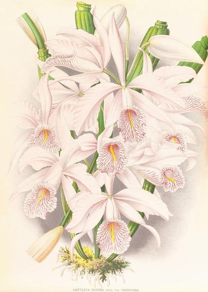 Cattleya Maxima Print