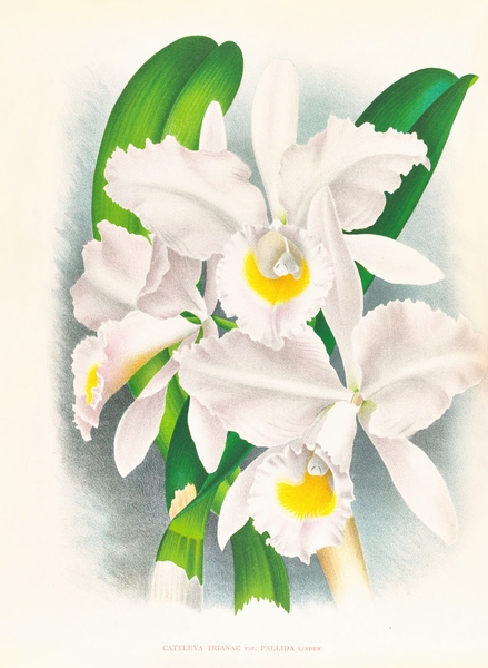Cattleya Trianae var Pallida  by IStockHistory com