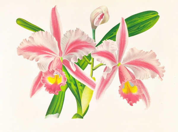 Cattleya Trianae var striata by IStockHistory com