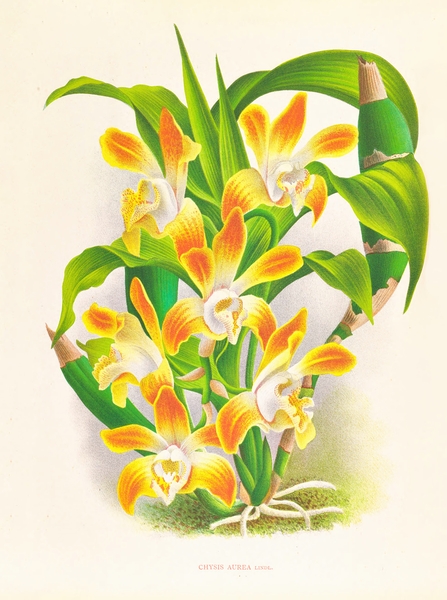 Chysis aurea Print