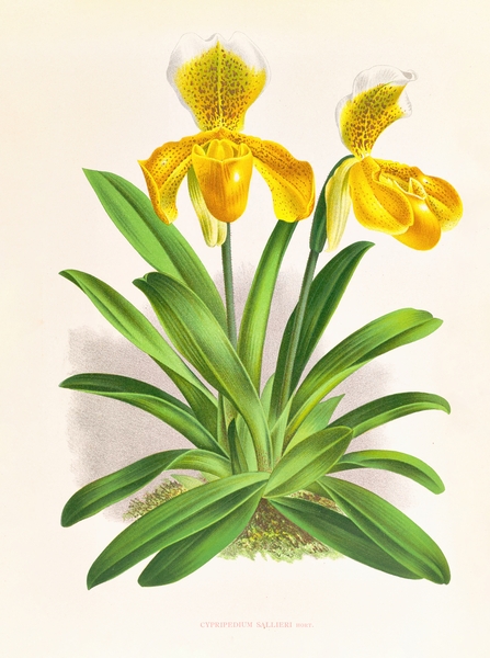 Cypripedium sallieri Print