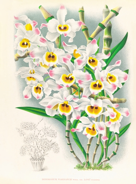 Dendrobium wardianum Print