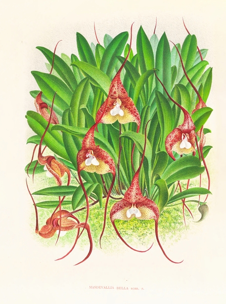 Masdevallia bella Print