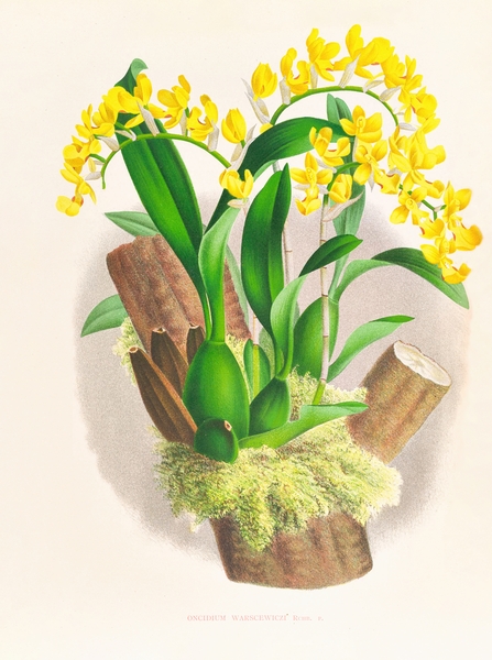 Oncidium warscewiczi by IStockHistory com