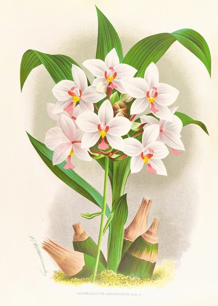 Spathoglottis Augustorum Print