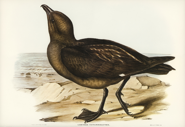 Skua Gull Lestris Catarractes illustrated by Elizabeth Gould 1804–1841 for John Gould’s 1804-1881 Birds of Australia  by IStockHistory com