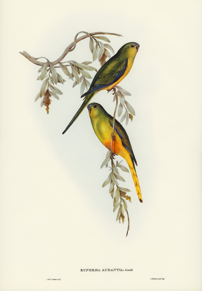Orange-bellied Grass-Parrakeet Euphema aurantia illustrated by Elizabeth Gould 1804–1841 for John Gould’s 1804-1881 Birds of Australia  by IStockHistory com