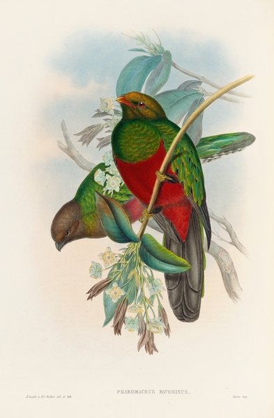 John Gould trogons 014 Print