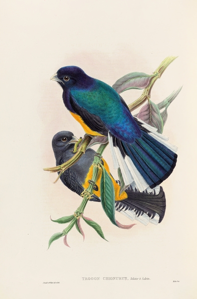John Gould trogons 030 Print