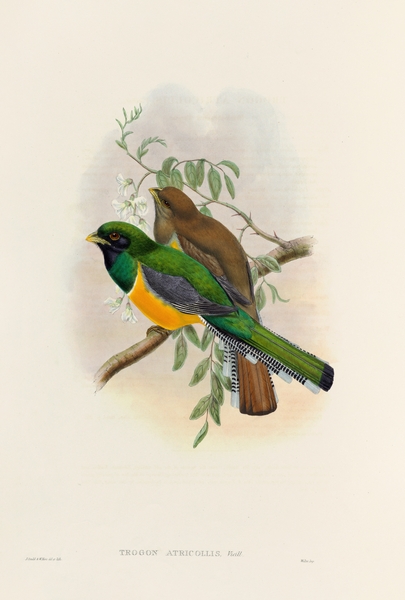 John Gould trogons 040 Print
