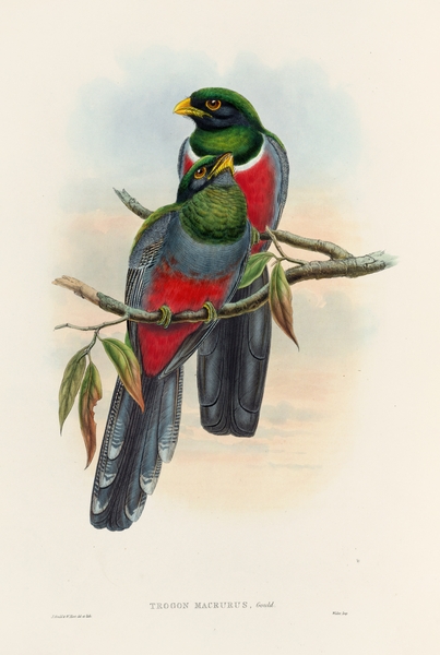 John Gould trogons 044 Print