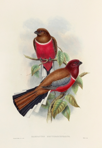 John Gould trogons 047 Print