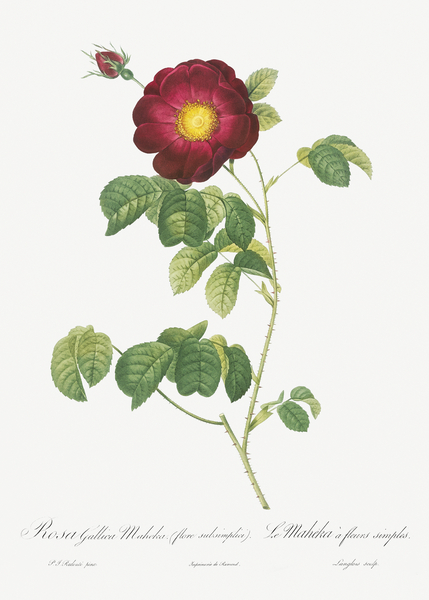 Simple-Flowered French Rose by IStockHistory com