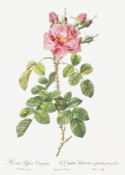Four seasons rose in bloom by IStockHistory com