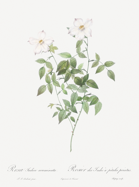 Vintage Austrian Briar rose by IStockHistory com