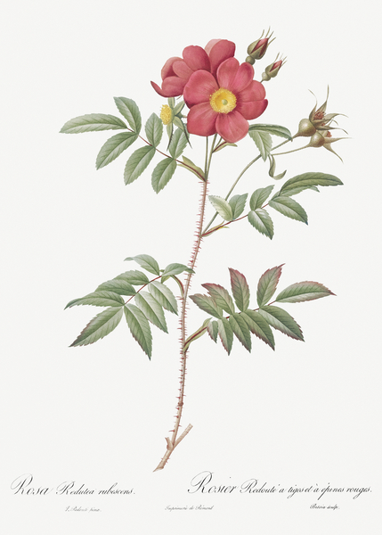 Vintage red rose by IStockHistory com