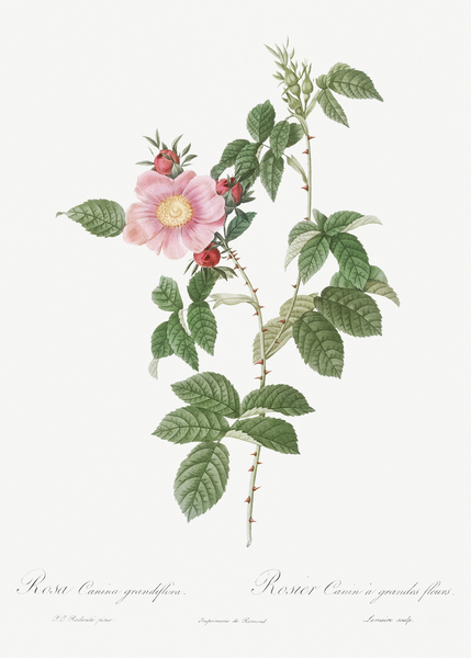 Dog rose in bloom by IStockHistory com