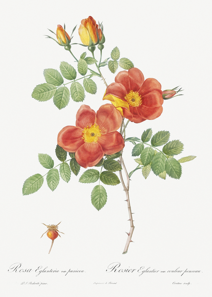 Vintage Austrian Briar rose by IStockHistory com