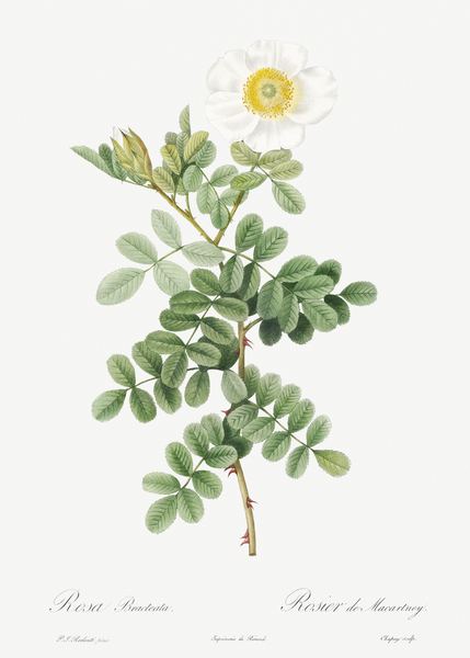 Macartney Rose by IStockHistory com
