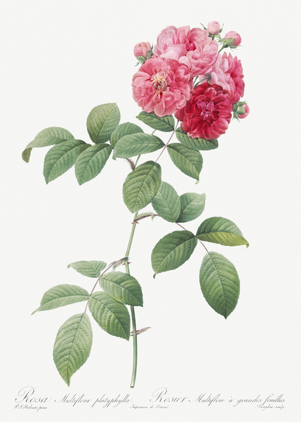 Seven sisters rose in bloom by IStockHistory com