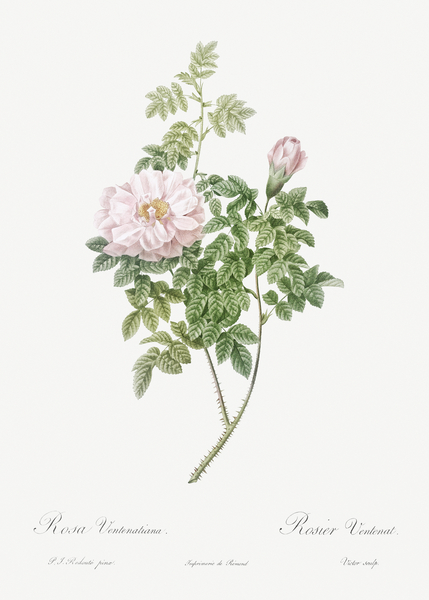 Ventenat rose in bloom by IStockHistory com