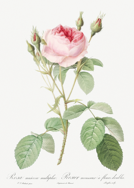 Vintage rosebush by IStockHistory com