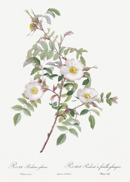 Pink boursault rose by IStockHistory com