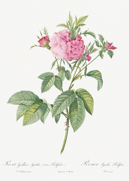 Pink agatha rose by IStockHistory com