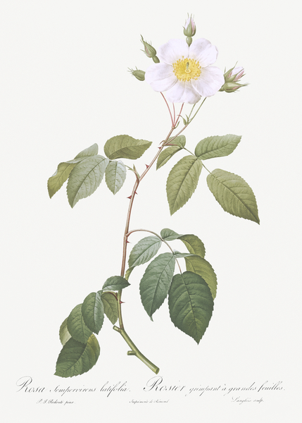 Big leaved climbing rose by IStockHistory com