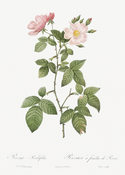 Redleaf rose in bloom by IStockHistory com