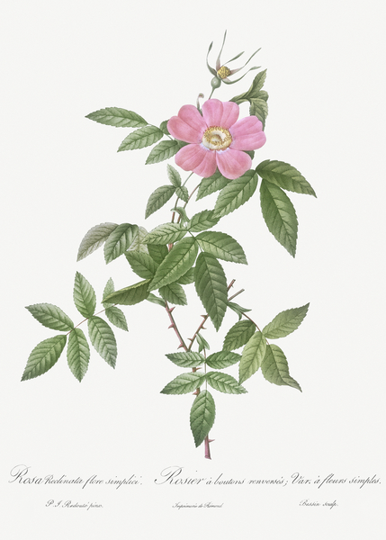 Pink boursault rose by IStockHistory com
