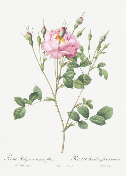 Anemone flowered sweetbriar rose by IStockHistory com