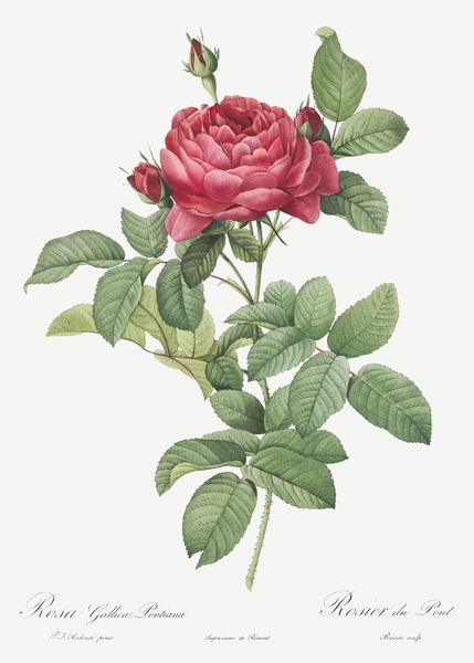 Red gallic rose by IStockHistory com