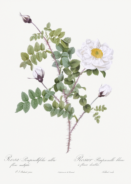 White flowered rose by IStockHistory com