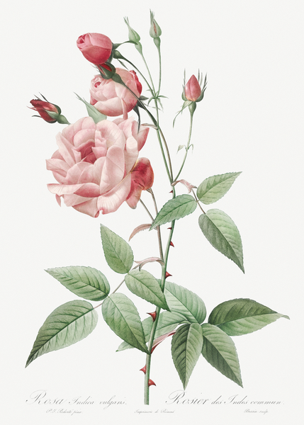 Anemone flowered sweetbriar rose by IStockHistory com
