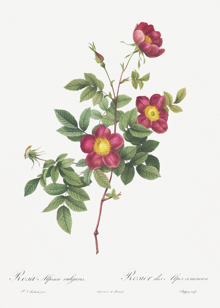 Blooming alpine rose by IStockHistory com