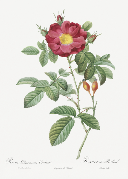 Blooming red postrland rose by IStockHistory com