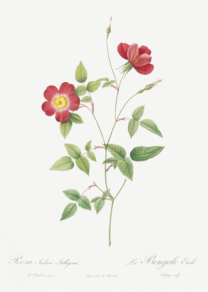 Indica stelligera rose by IStockHistory com