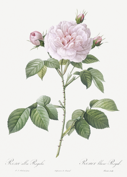 Vintage rosa alba by IStockHistory com