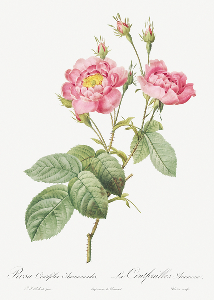 Vintage pink rose by IStockHistory com