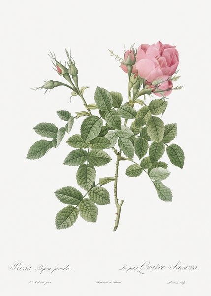 Small damask rose by IStockHistory com