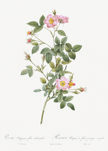 Speckled provins rose by IStockHistory com