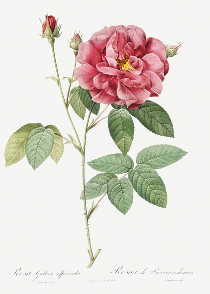 Vintage rosa gallica rose by IStockHistory com