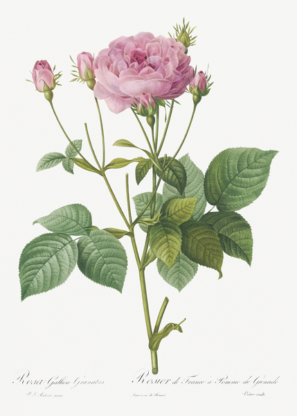 Pink french roses by IStockHistory com