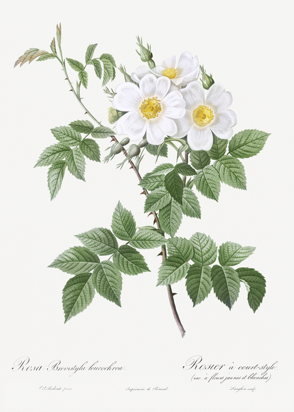 Blooming white rosebush by IStockHistory com